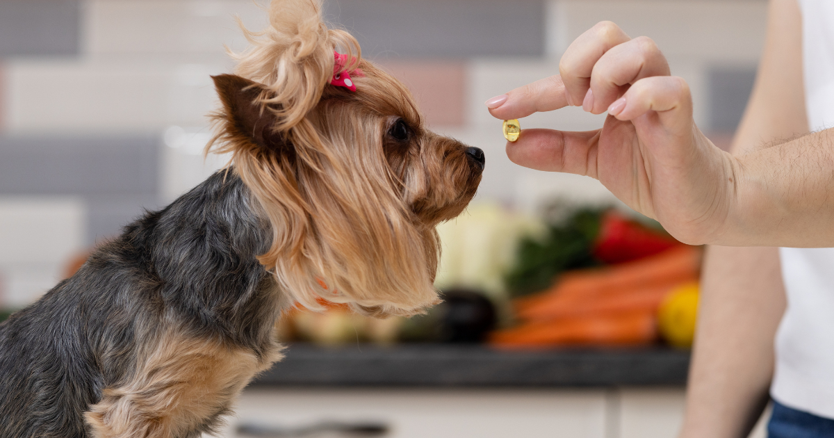 Dog with medication bottles and pill organizer
